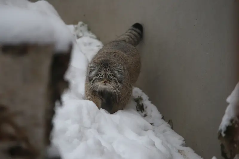 A photograph of Ula in Gdansk Zoo