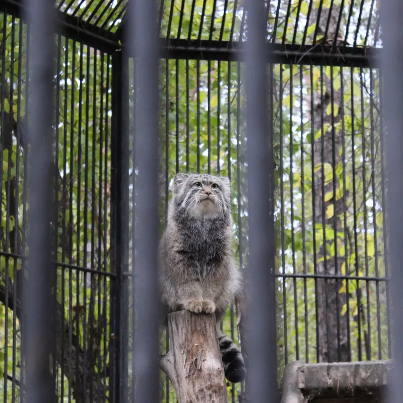 A photograph of a Pallas's cat in Novosibirsk Zoo