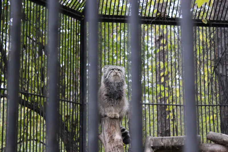 A photograph of a Pallas's cat in Novosibirsk Zoo