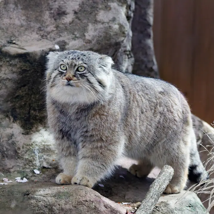 A photograph of Lotos in Saitama Children's Zoo