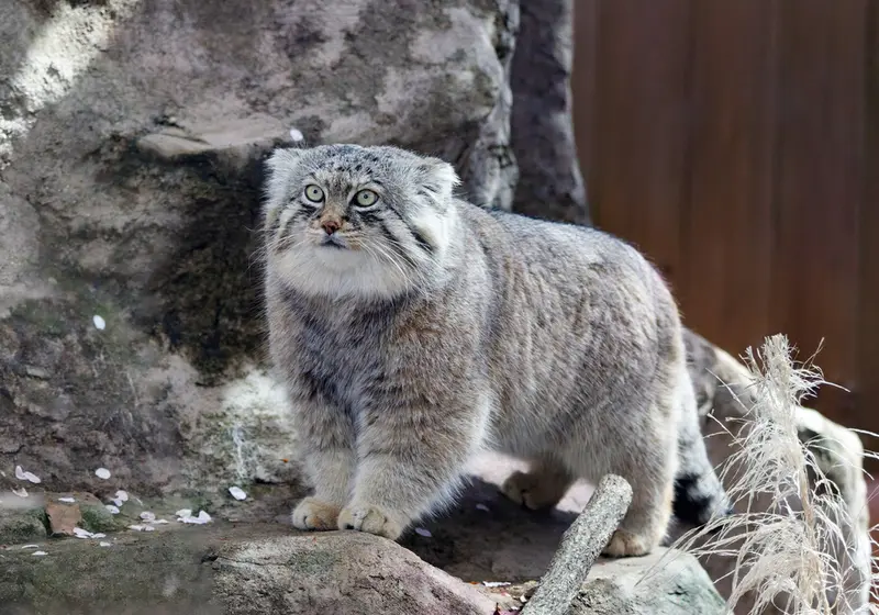 A photograph of Lotos in Saitama Children's Zoo