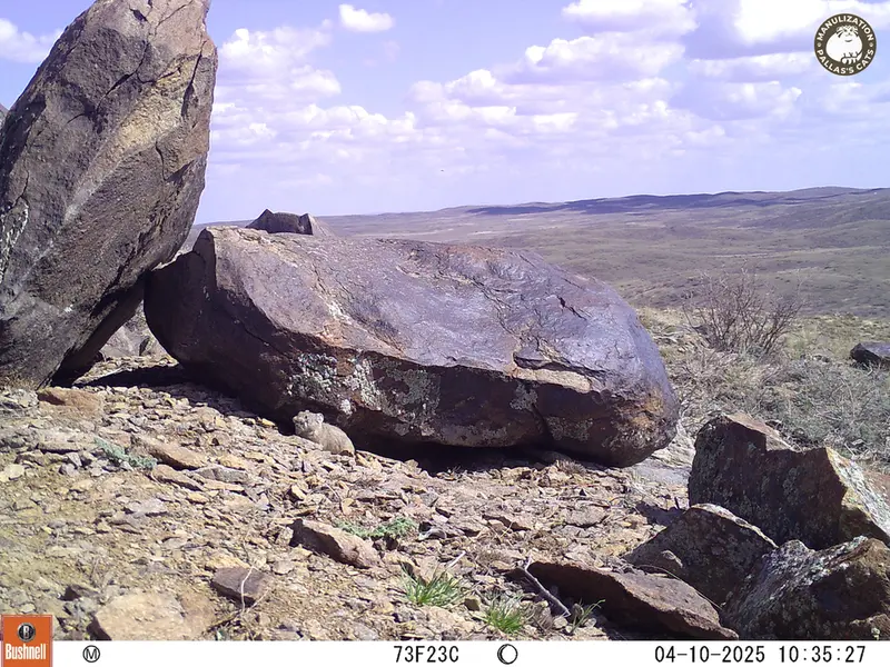 A photograph of Kazakh pika from Koshkar camera trap