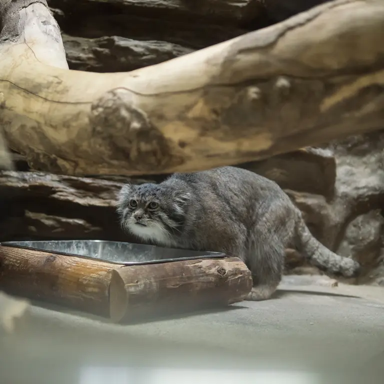 A photograph of Klyon in Ueno Zoological Gardens