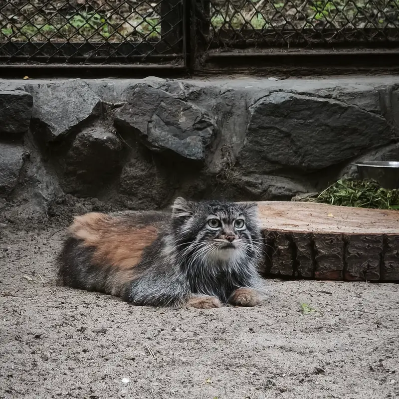 A photograph of Adele in Novosibirsk Zoo