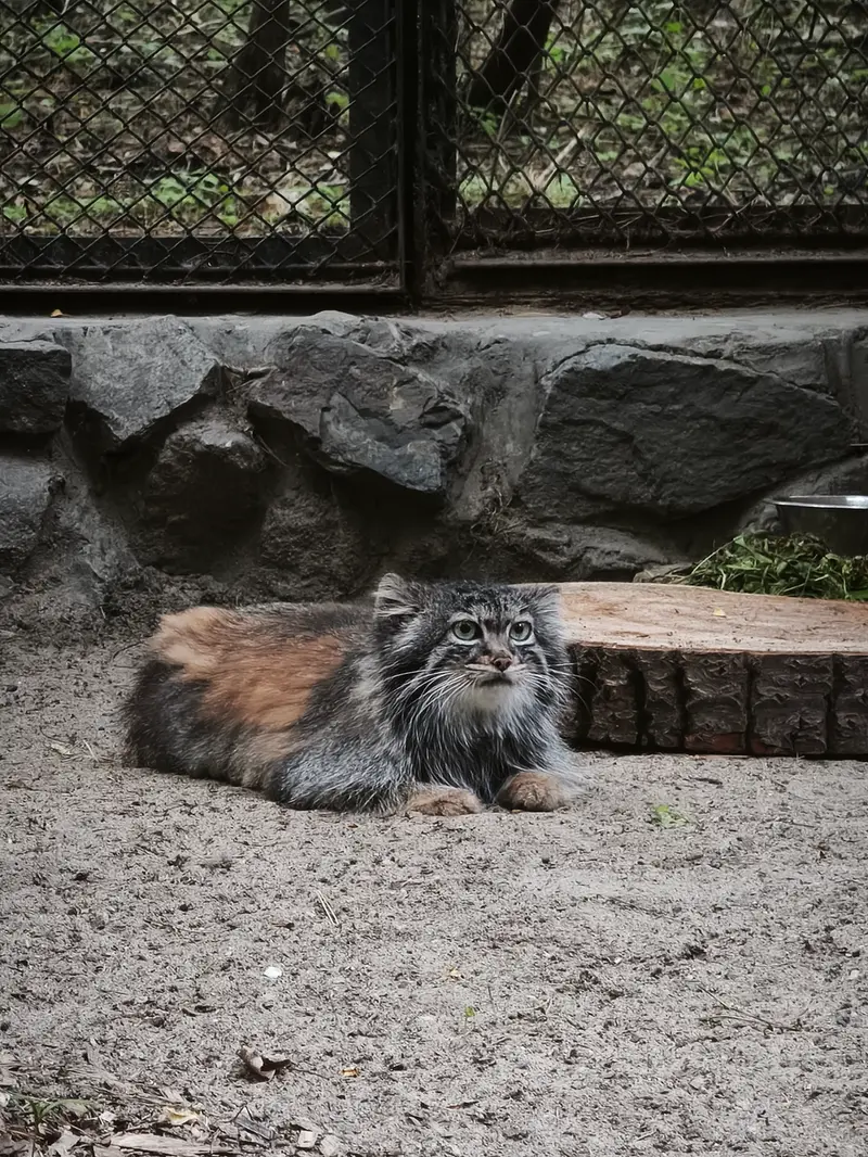 A photograph of Adele in Novosibirsk Zoo
