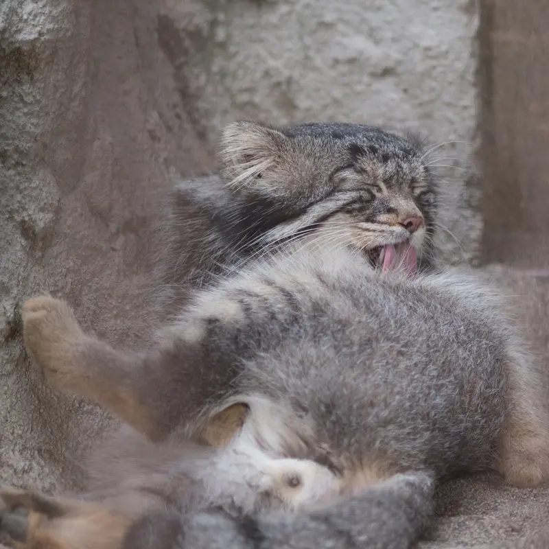 A photograph of Figa in Nogeyama Zoo
