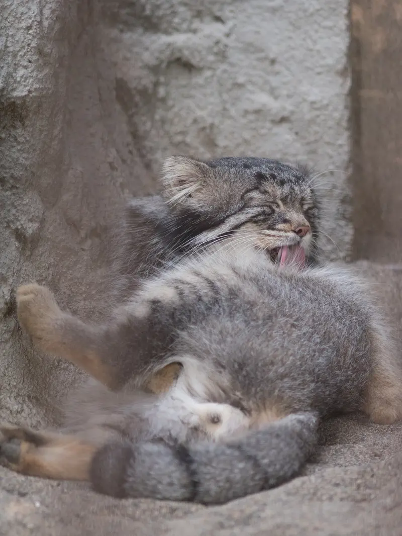 A photograph of Figa in Nogeyama Zoo