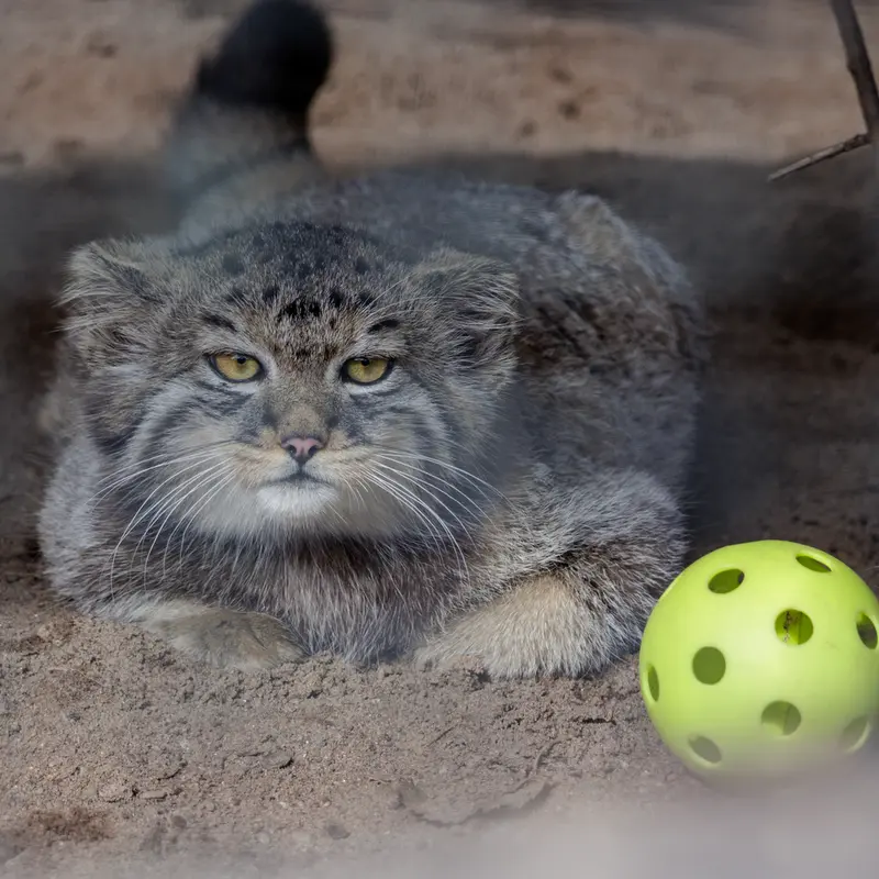A photograph of a Pallas's cat in Leningrad zoo