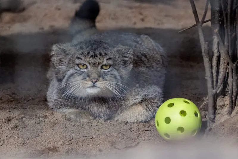 A photograph of a Pallas's cat in Leningrad zoo