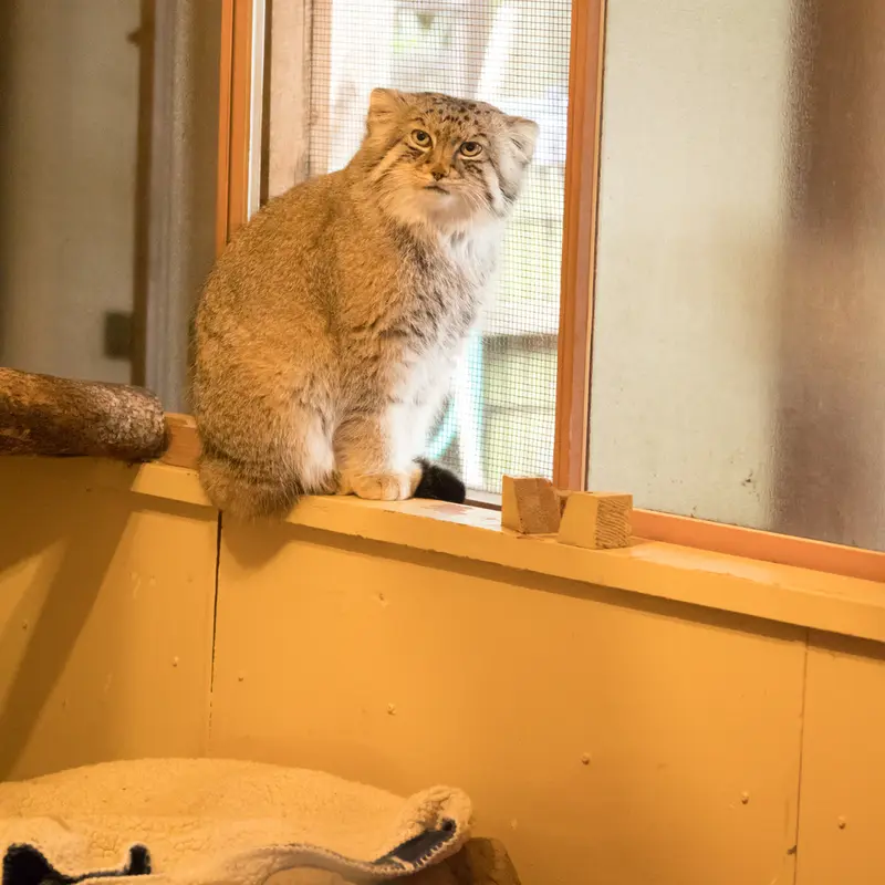 A photograph of Lotos in Saitama Children's Zoo