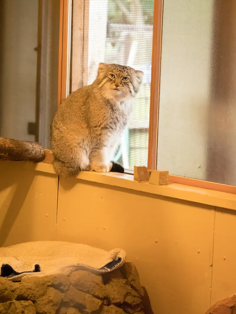 A photograph of Lotos in Saitama Children's Zoo