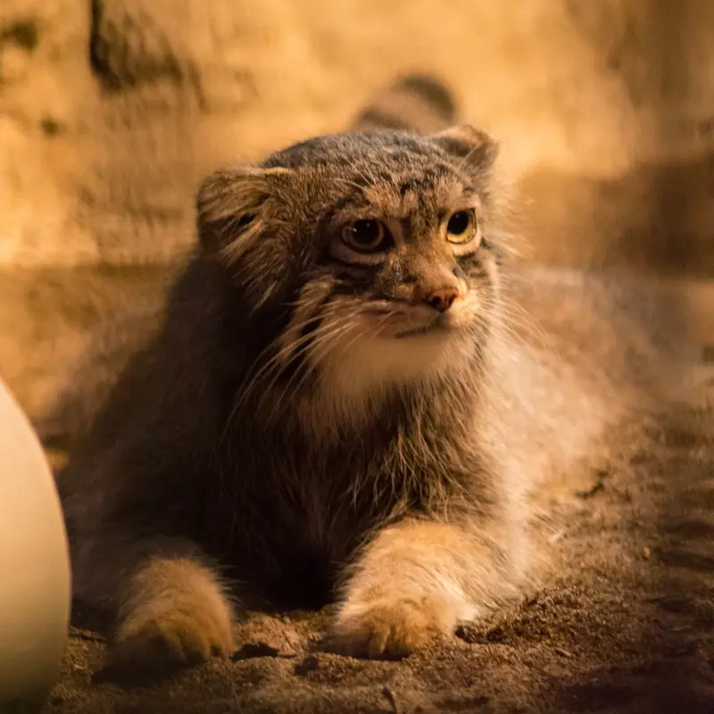 A photograph of Figa in Nogeyama Zoo