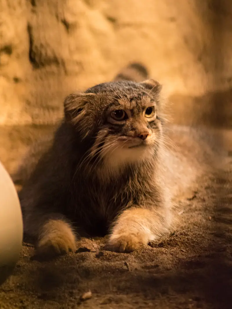 A photograph of Figa in Nogeyama Zoo