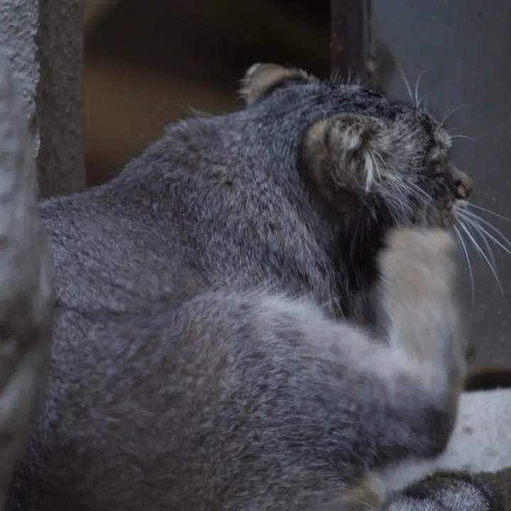 A photograph of a Pallas's cat in Nogeyama Zoo