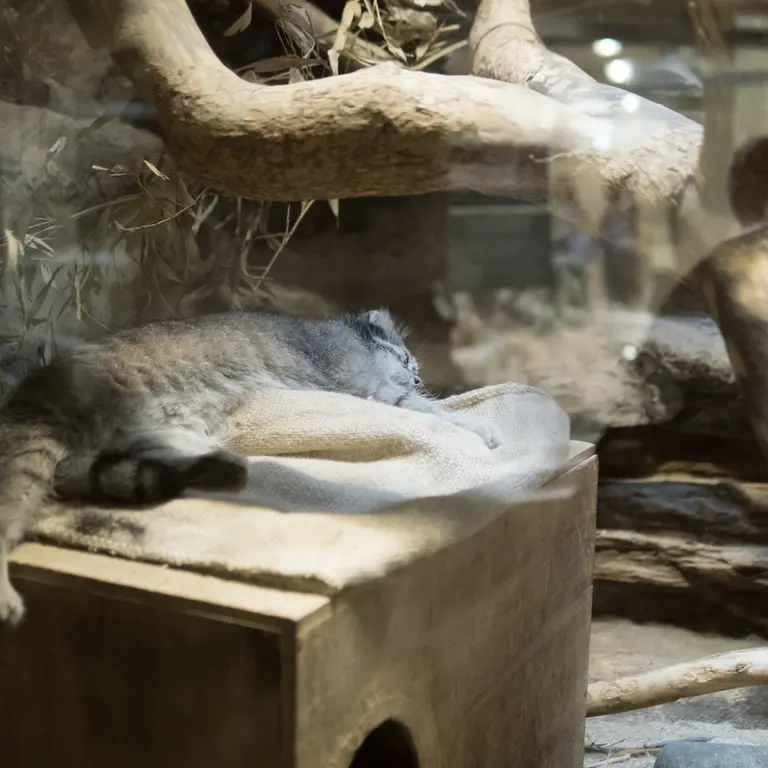 A photograph of Klyon in Ueno Zoological Gardens