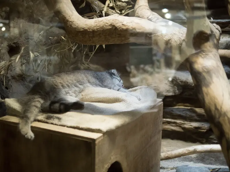 A photograph of Klyon in Ueno Zoological Gardens