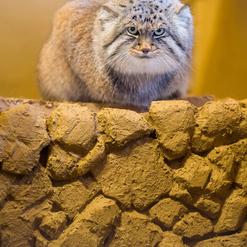 A photograph of Lotos in Saitama Children's Zoo