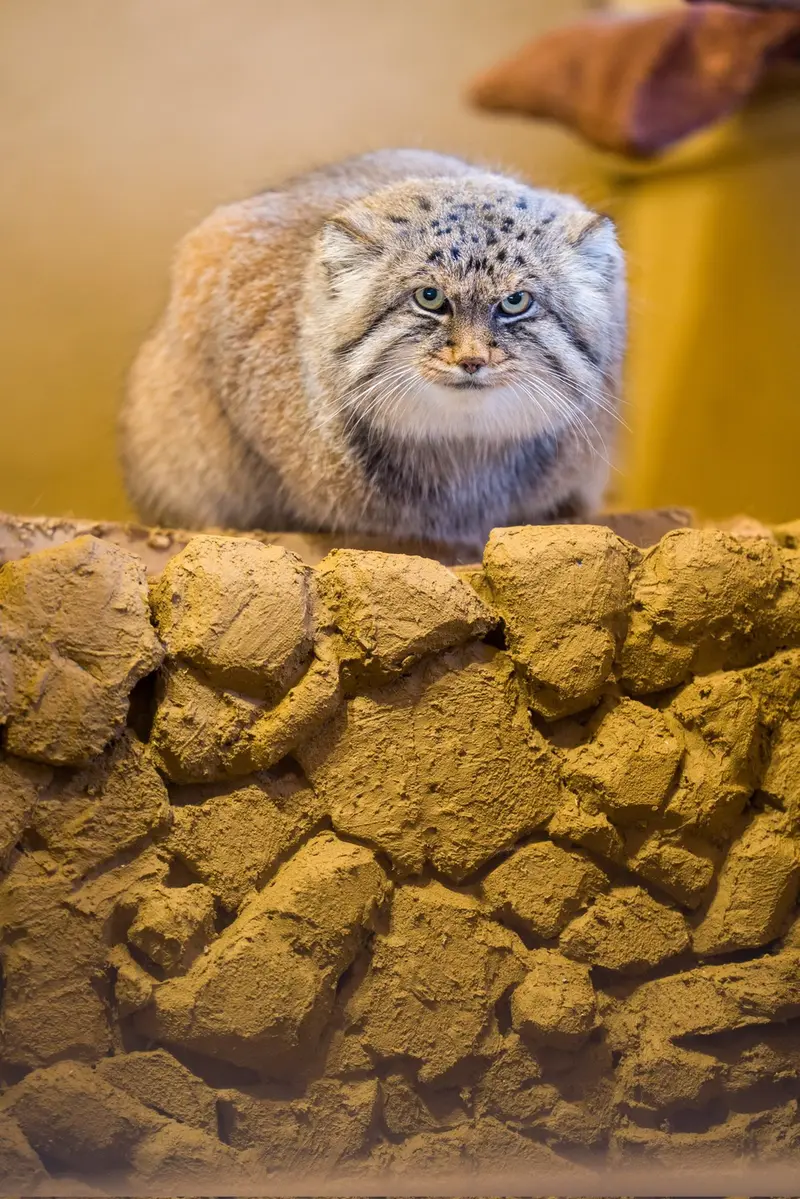 A photograph of Lotos in Saitama Children's Zoo