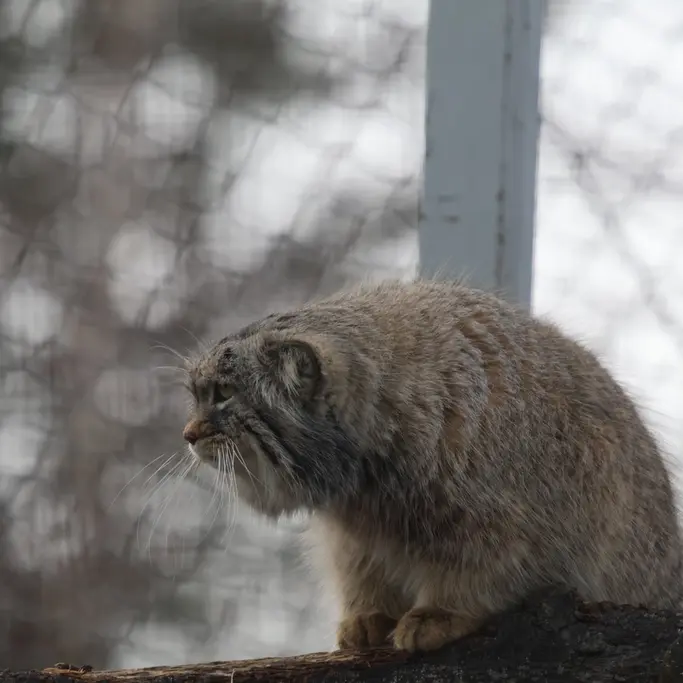 A photograph of a Pallas's cat