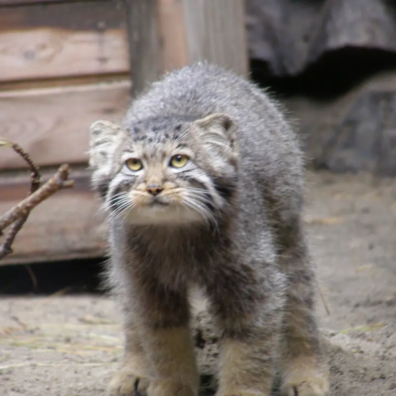 A photograph of a Pallas's cat in Novosibirsk Zoo