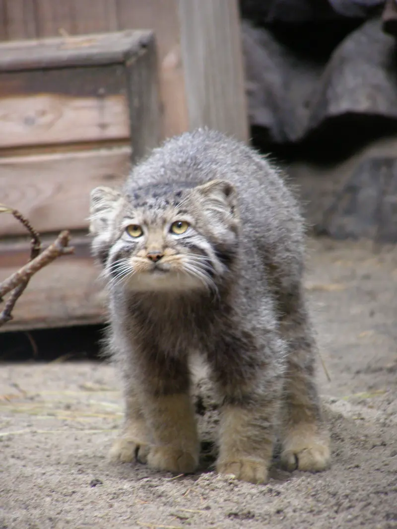 A photograph of a Pallas's cat in Novosibirsk Zoo