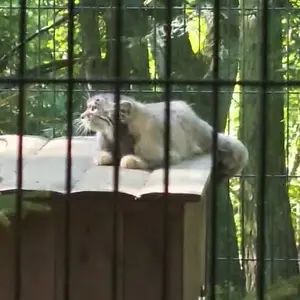 A photograph of a Pallas's cat in Kraków Zoo