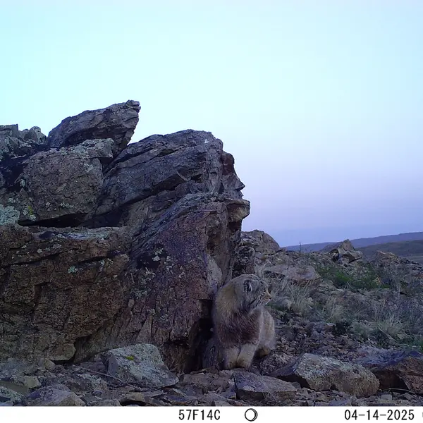 A photograph of Otocolobus manul manul from Karashoky camera trap