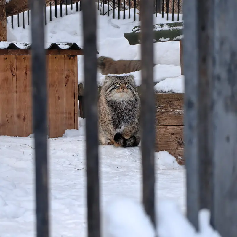 A photograph of Son of Eve 2024 Ⅰ and Son of  Eve 2024 Ⅳ in Novosibirsk Zoo