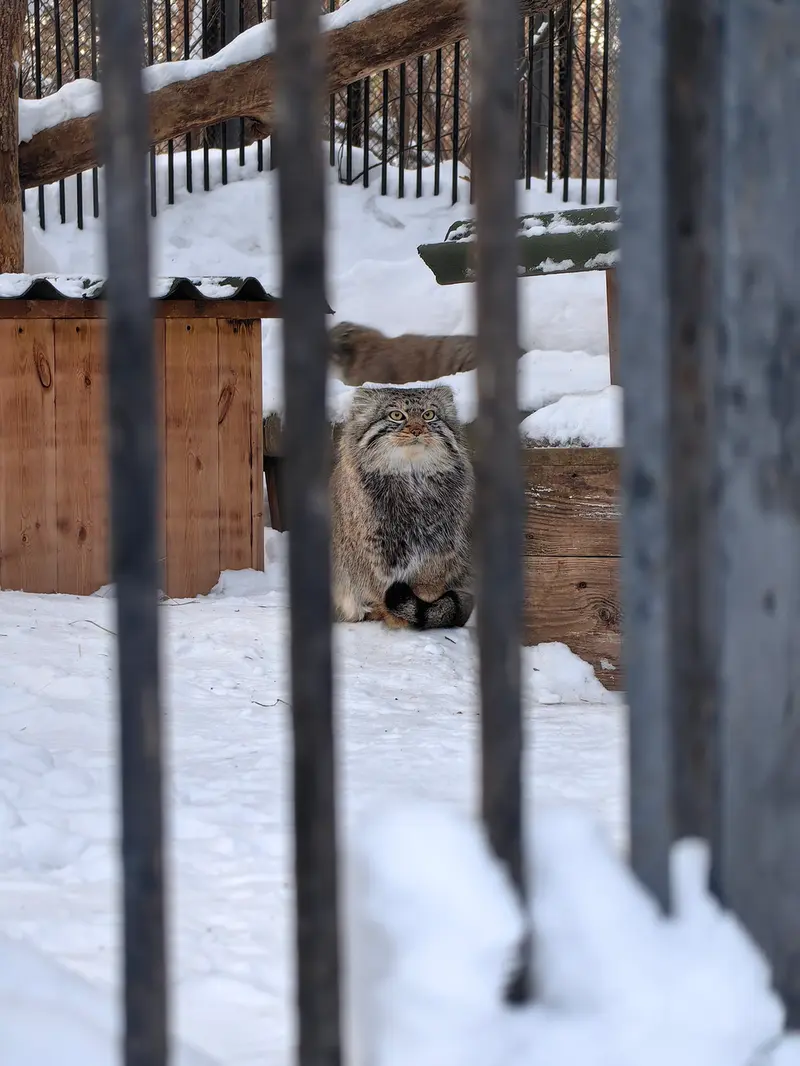 A photograph of Son of Eve 2024 Ⅰ and Son of  Eve 2024 Ⅳ in Novosibirsk Zoo