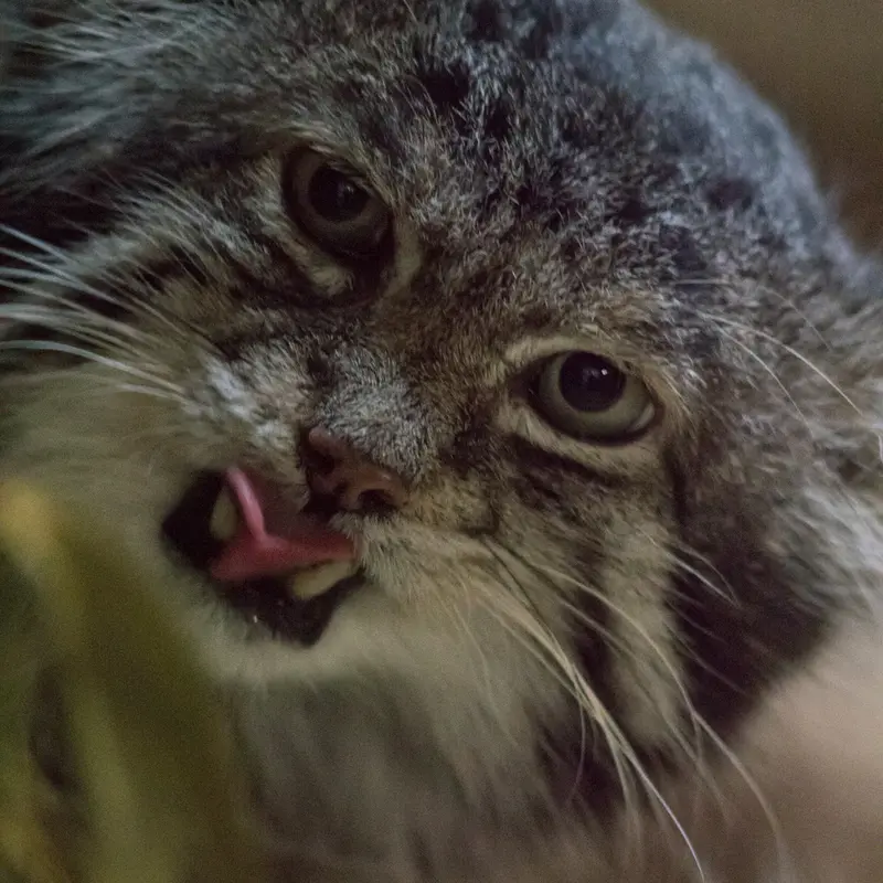 A photograph of Klyon in Ueno Zoological Gardens