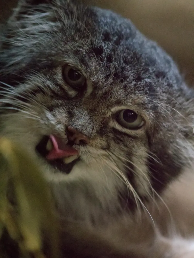 A photograph of Klyon in Ueno Zoological Gardens