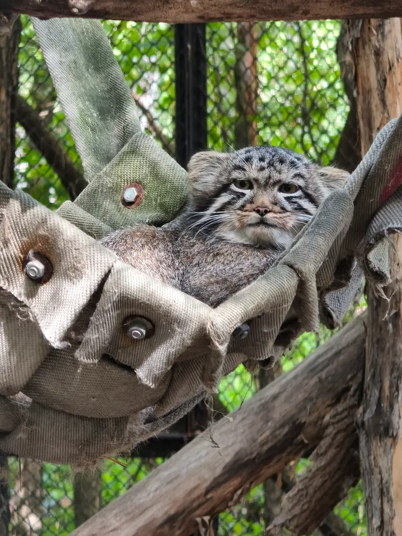 A photograph of a Pallas's cat in Novosibirsk Zoo
