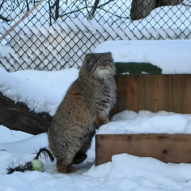 A photograph of Snezhinka in Novosibirsk Zoo