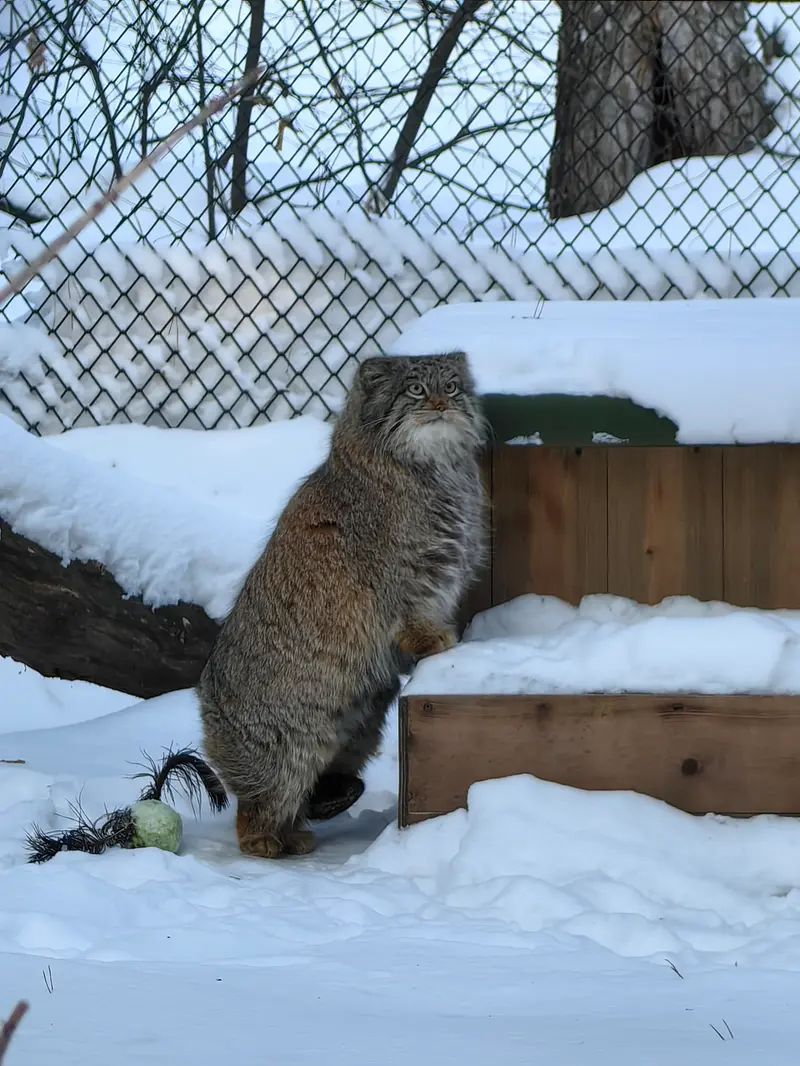 A photograph of Snezhinka in Novosibirsk Zoo