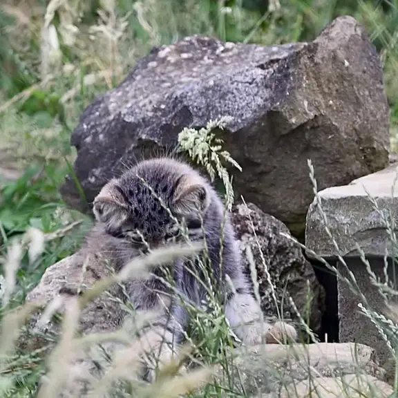 A photograph of a Pallas's cat in Port Lympne Wild Animal Park