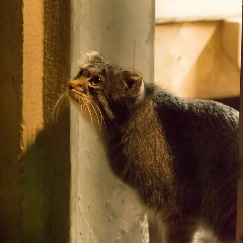 A photograph of Figa in Nogeyama Zoo