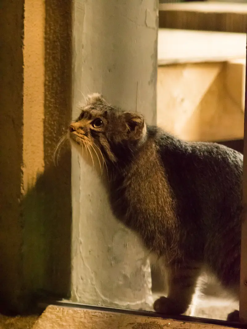 A photograph of Figa in Nogeyama Zoo