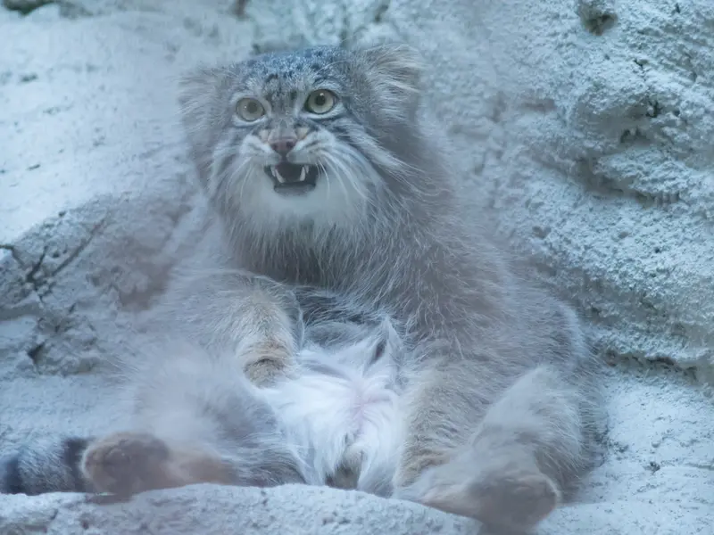 A photograph of Figa in Nogeyama Zoo