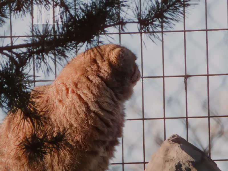 A photograph of Olaf in Calgary Zoo / Wilder Institute