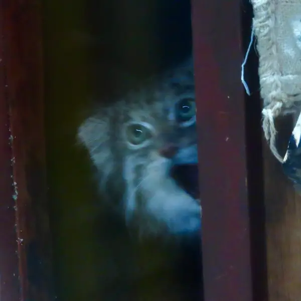 A photograph of Klyon in Ueno Zoological Gardens