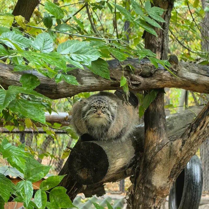 A photograph of Zosya in Novosibirsk Zoo