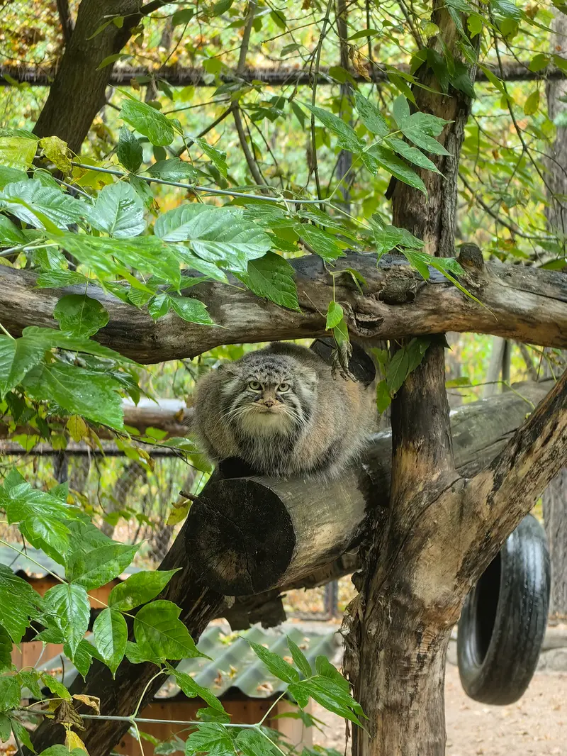 A photograph of Zosya in Novosibirsk Zoo
