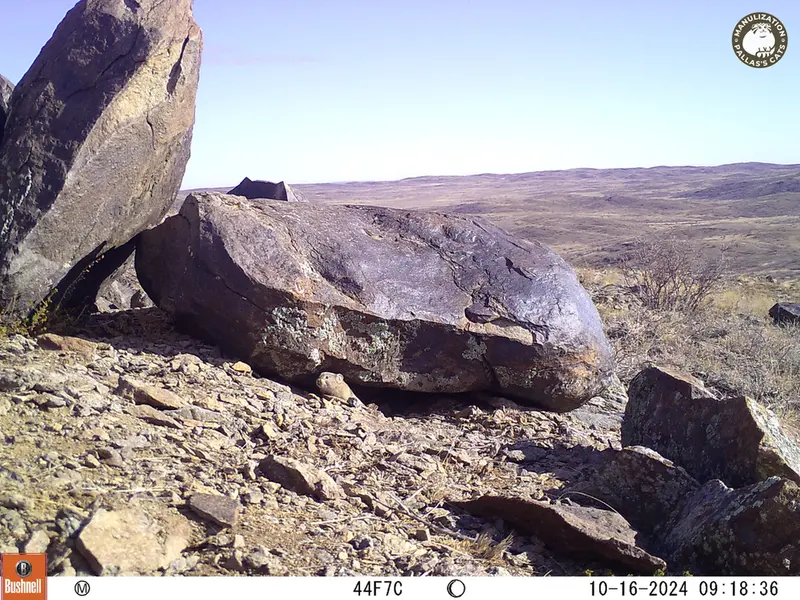 A photograph of Kazakh pika from Koshkar camera trap