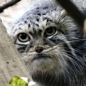 Malina the Pallas's cat from Center for the reproduction of rare species of animals