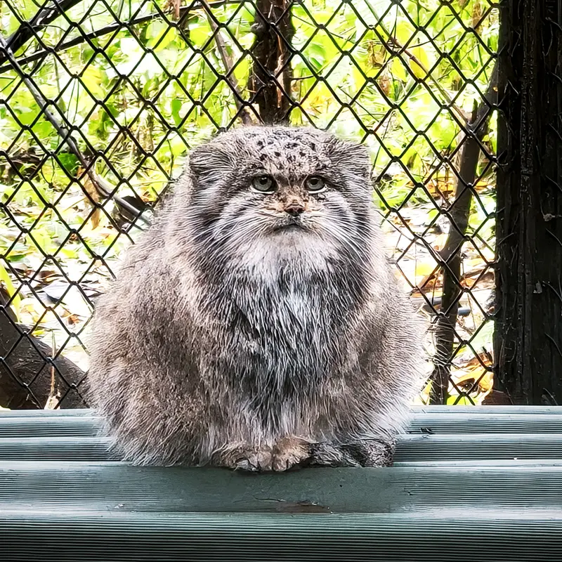 A photograph of Mia in Novosibirsk Zoo