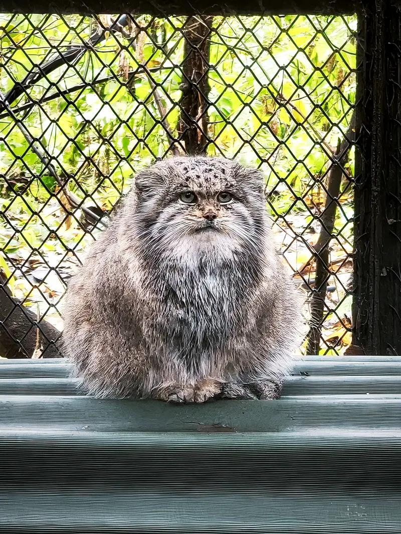 A photograph of Mia in Novosibirsk Zoo