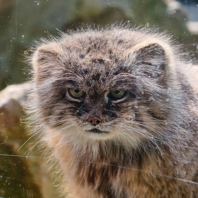 A photograph of Pazzo in Łódź Zoo