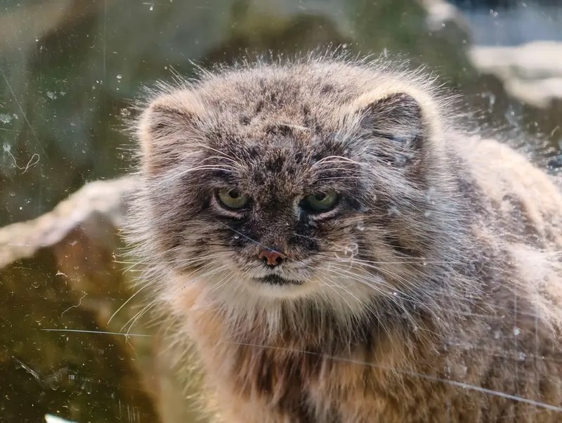 A photograph of Pazzo in Łódź Zoo