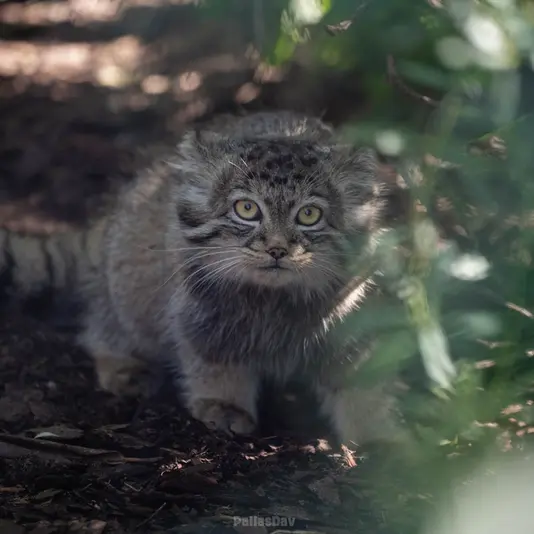 A photograph of Daughter of Charu b. 2025 in Tierpark Berlin