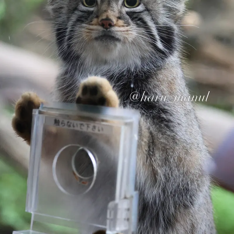 A photograph of Nagomu in Nasu Animal Kingdom